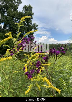 Flowers in a meadow Stock Photo