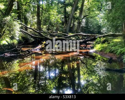 Fallen trees and reflections over Ober Water stream near Brockenhurst in the New Forest National Park Stock Photo
