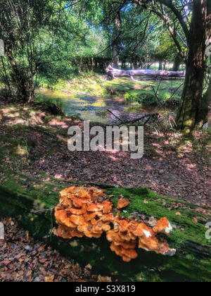 Mushrooms on rotting tree next to Ober Water stream near Brockenhurst in the New Forest National Park Stock Photo