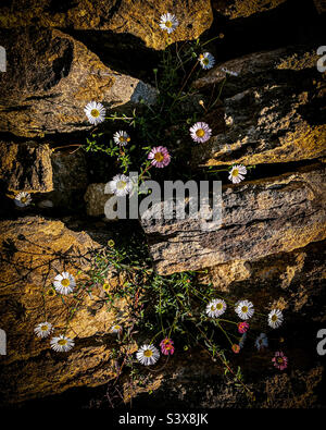 Daisies Growing in a Dry Stone Wall Stock Photo
