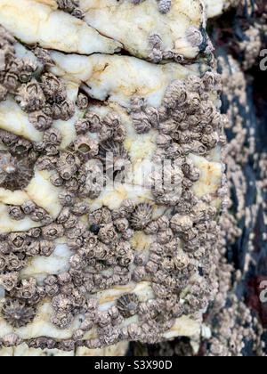 Limpets and barnacles attached to a rock at the beach Stock Photo