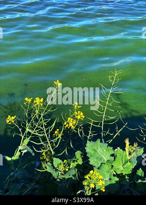 Eutrophication, Green algae bloom visible on the water of Linlithgow loch, Linlithgow, Scotland Stock Photo