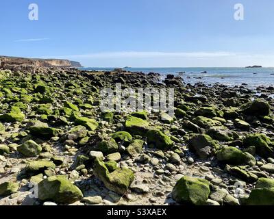 Green algae covered rocks on a beach at low tide Stock Photo