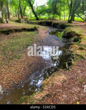 Highland Water stream with low water level during the summer drought of 2022 in the New Forest National Park Stock Photo