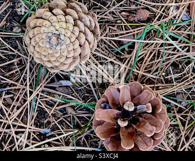 The grounds at a local church in Utah, USA on a spring day, below the pines, many pine needles and pine cones can be seen strewn about, scattered amidst the grass. Stock Photo