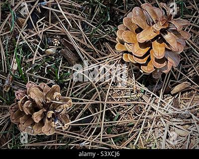 The grounds at a local church in Utah, USA on a spring day, below the pines, many pine needles and pine cones can be seen strewn about, scattered amidst the grass. Stock Photo