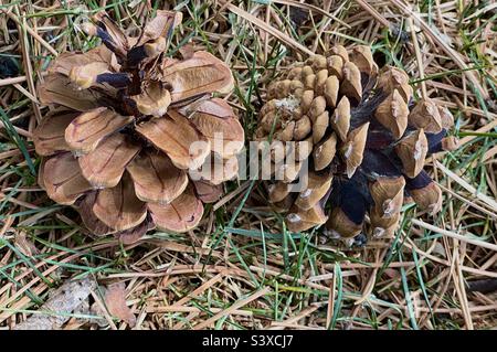 The grounds at a local church in Utah, USA on a spring day, below the pines, many pine needles and pine cones can be seen strewn about, scattered amidst the grass. Stock Photo