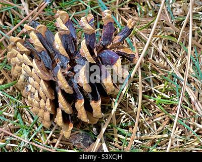 The grounds at a local church in Utah, USA on a spring day, below the pines, many pine needles and pine cones can be seen strewn about, scattered amidst the grass. Stock Photo