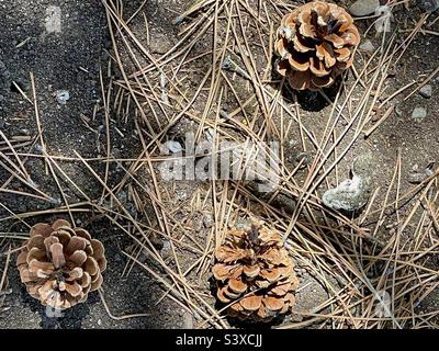 The grounds at a local church in Utah, USA on a spring day, below the pines, many pine needles and pine cones can be seen strewn about, scattered amidst the grass and soil. Stock Photo