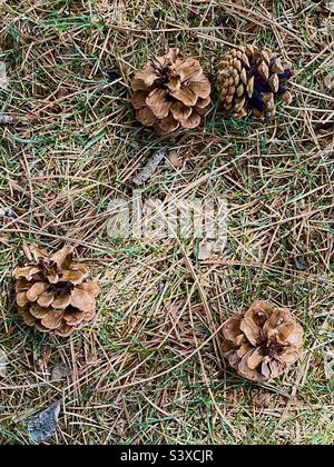 The grounds at a local church in Utah, USA on a spring day, below the pines, many pine needles and pine cones can be seen strewn about, scattered amidst the grass. Stock Photo