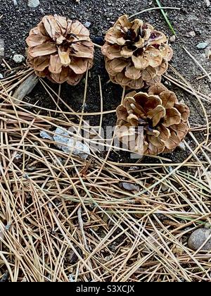 The grounds at a local church in Utah, USA on a spring day, below the pines, many pine needles and pine cones can be seen strewn about, scattered amidst the grass. Stock Photo