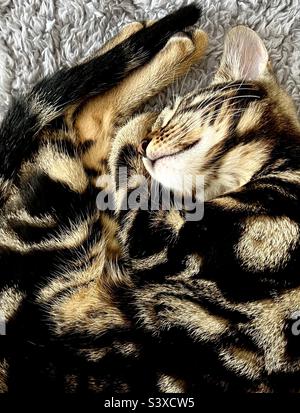 Bengal cat sleeping kitten Stock Photo