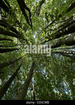 Looking up through trees Stock Photo