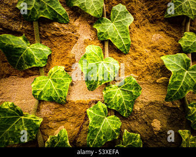 Creeping ivy on stonewall in autumn sunlight Stock Photo
