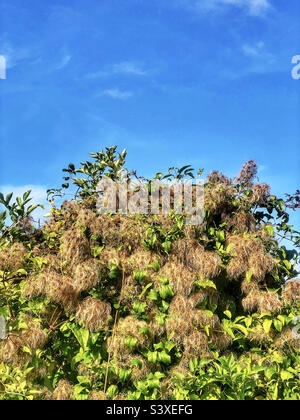 Traveller's Joy or old man's beard plant covering trees, Winchester,  Hampshire UK Stock Photo