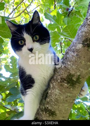 Felix black and white cat climbing tree Stock Photo