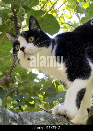 Felix black and white cat climbing tree Stock Photo