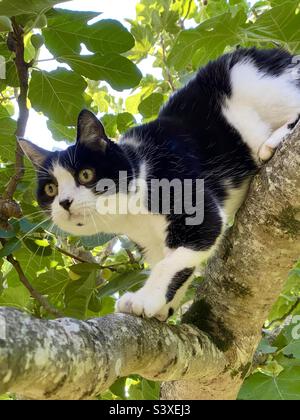 Felix black and white cat climbing tree Stock Photo