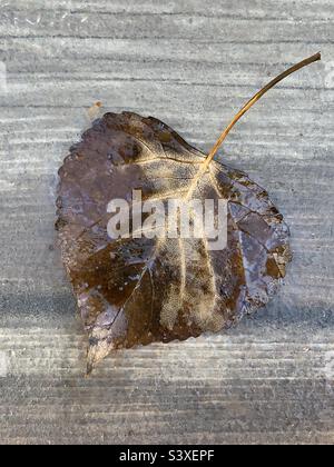 Brown fallen leaf wet with dew on a weathered wood background Stock Photo