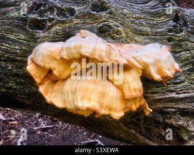 Mushroom growing on a rotten tree trunk in Hampshire United Kingdom Stock Photo