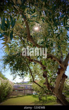 Olive tree with sun shining  though the branches Stock Photo