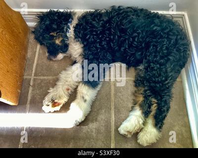 Puppy looks like he has a lightsaber. Stock Photo