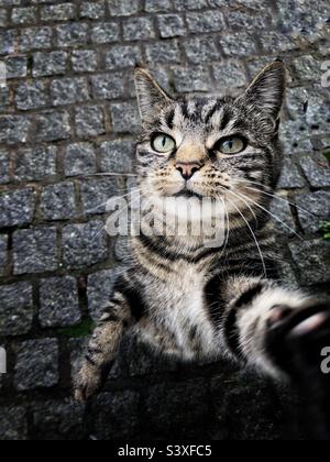 funny pet image of a cheeky tabby cat taking a selfie with a mobile phone with copy space Stock Photo