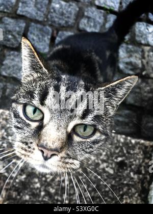 Full frame Funny cat image above a tabby cat looking straight up at the camera Stock Photo