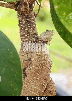 Tiny Baby Tree Frog on Bonsai Tree Stock Photo