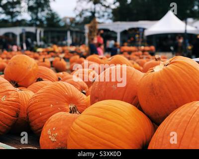 Pumpkins patch Stock Photo