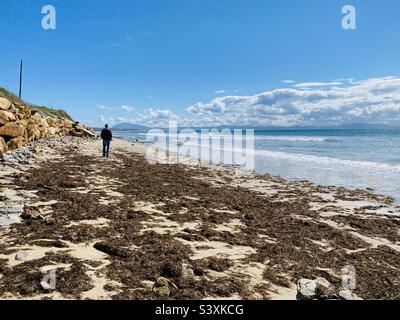 Invasive brown algae, Rugulopteryx okamurae on a Spanish beach near Tarifa Stock Photo