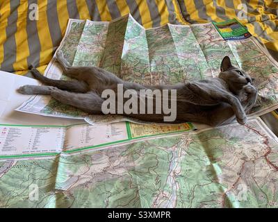 Russian Blue cat laying on maps. Stock Photo