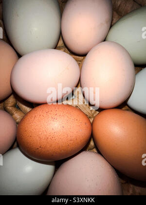 Fresh eggs from backyard chickens in a variety of colors and sizes. Stock Photo