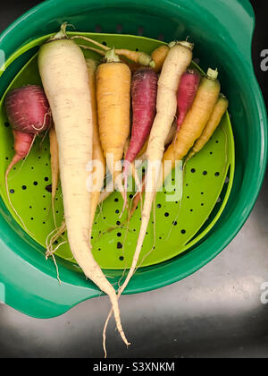 Freshly harvested, multicolored carrots in a colander in the kitchen sink. Stock Photo