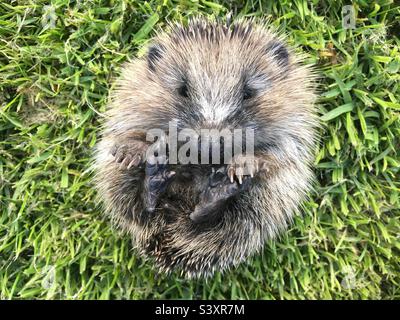 Baby hedgehog curled in a ball facing upwards on grass Stock Photo