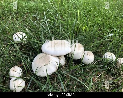 Mushrooms in the wild Stock Photo