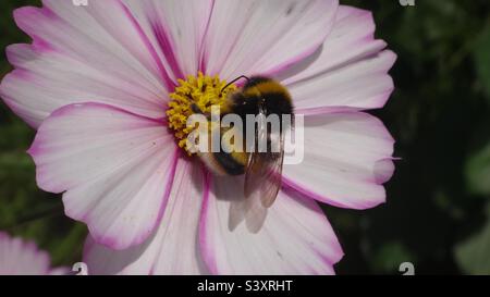 Buff-tailed bumble bee (Bombus terrestris) feeding on a pink and white cosmos flower Stock Photo