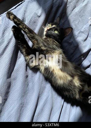 Tortoiseshell cat stretched out in the sun on a bed Stock Photo