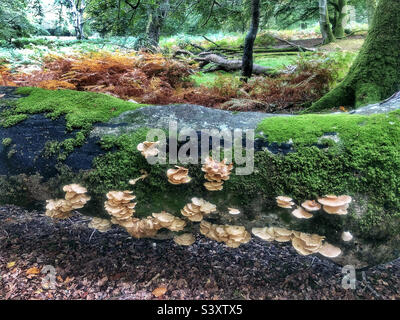 Oyster mushrooms growing on a fallen beech tree in a Hampshire Forest, United Kingdom Stock Photo