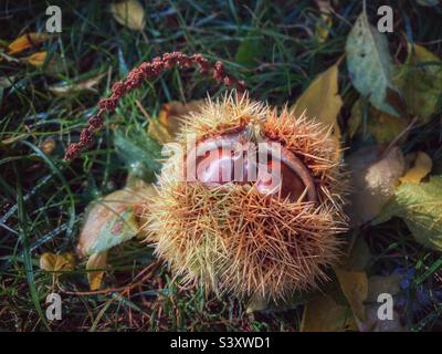 Sweet chestnuts in a prickly case recently fallen from the tree. Stock Photo