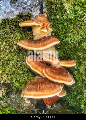 Bracket fungus growing on a moss covered beech tree in a Hampshire forest, United Kingdom Stock Photo