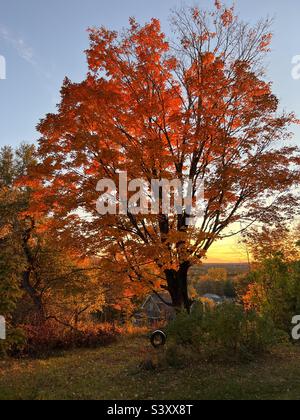 A sugar maple tree in peak foliage with a tire swing on an October afternoon in Stockholm, Maine, USA. Stock Photo