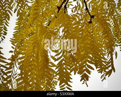 This tree in our front yard in Utah, USA had to be sawn down this year, after 30 years. These beautiful leafy branches of yellow-gold in the autumn were beautiful, but no more. POV under the tree. Stock Photo