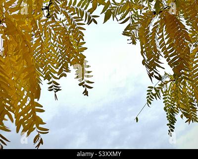 This tree in our front yard in Utah, USA had to be sawn down this year, after 30 years. These beautiful leafy branches of yellow-gold in the autumn were beautiful, but no more. POV under the tree. Stock Photo