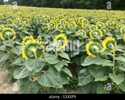 Sunflowers looking away Stock Photo