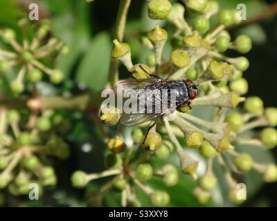 Blue bottle fly (Calliphora vicina) sitting on a cluster of green ivy flowers