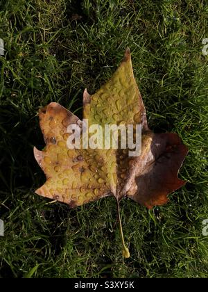 Autumn leaf on grass Stock Photo
