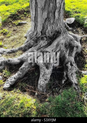 The bottom of a large and mature pine tree growing at a local church yard in Utah, USA. Marvelous shape and texture is evident in the trunk and gnarled roots of the tree, surrounded by lawn. Stock Photo