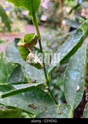 Swallowtail caterpillar pupating on a citrus tree Stock Photo