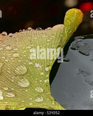 a green leaf drifts gracefully on the breeze, its surface dotted with fallen water droplets that cling with gentle elegance Stock Photo